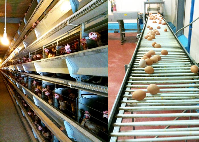 Εγκαταστάσεις Γεωργιάδης αυγοπαραγωγη